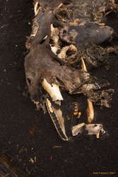 Killer whale head and jaw