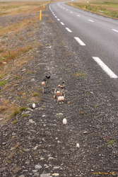 Ink mushrooms by the roadside