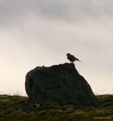 SmÃ½ril (Merlin) on Langanes