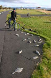 Rakel and the steel fish of Seltjarnarnes