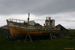 Fönix, hiding behind the shed