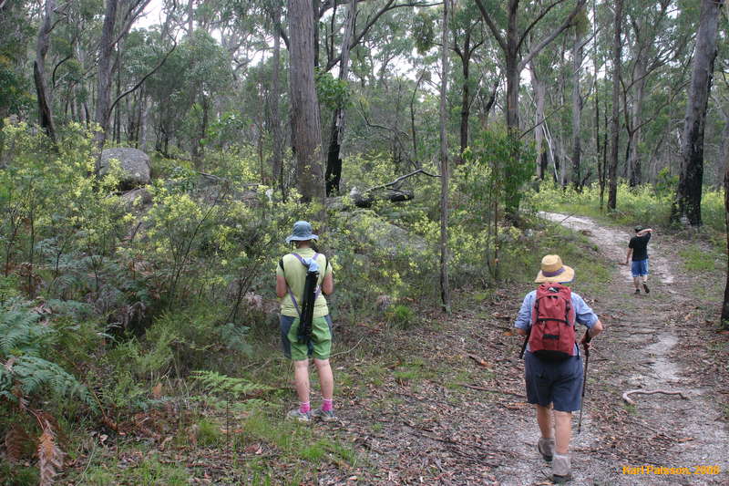 Walking amongst a sea of wattles