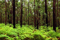 Wet Australian Bush