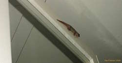 Asian House Gecko