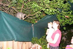 A possum and a pale pair of Eve and Kat