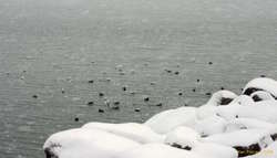 Birds hiding from the snow and wind
