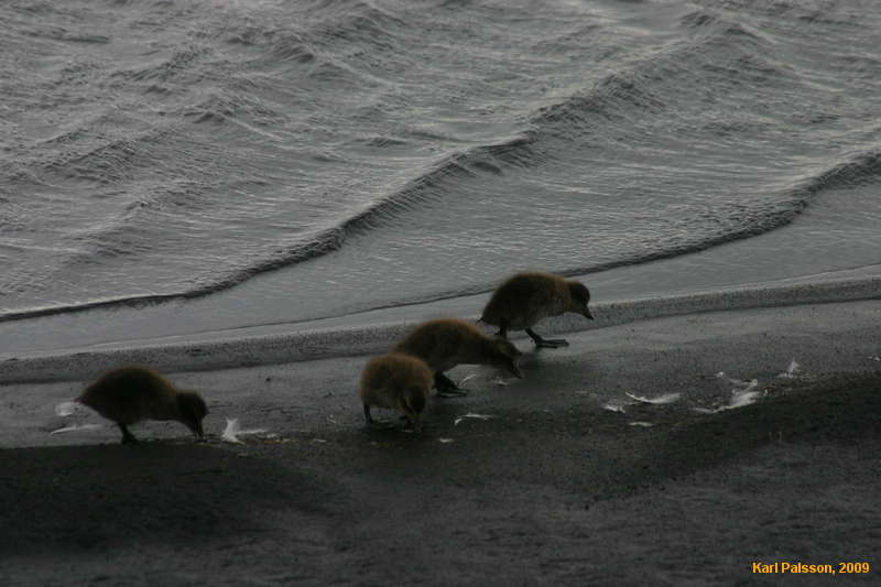 Eider duck chicks cruising the beach