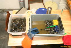 Half way through cleaning them up