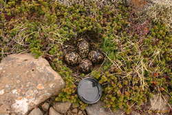 Lóa (golden plover) eggs.  (58mm lens cap)