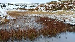 Cotton grass in the wind