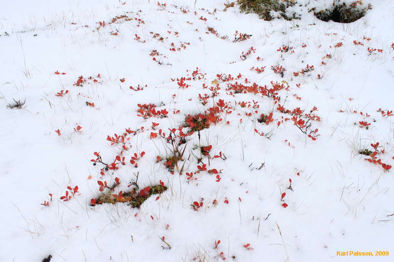 Deeper snow up higher