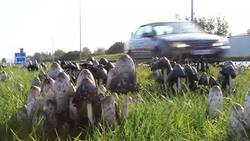 Windy mushrooms (unedited)