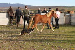 Even the dog has a go