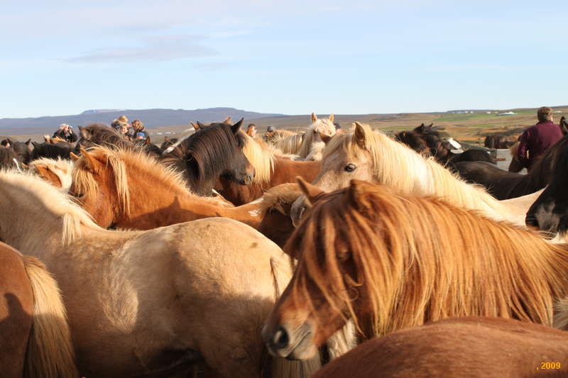 Hanging out in then pens