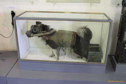 Go go gadget cable laying dog