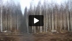 But mostly just trees