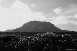 Eyrarrós in front of Herðubreið