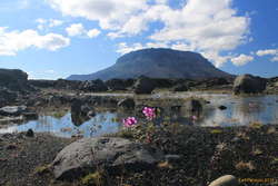 Eyrarrós in front of Herðubreið, near the river junction