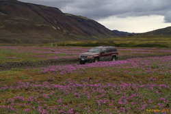 Driving through seas of green and pink