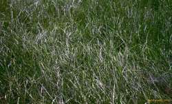 Wet grass (that needs mowing)