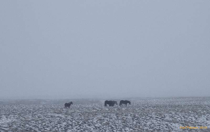Horses on the plains