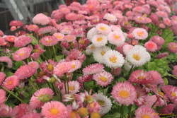 Flower bed near the library