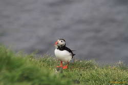 Puffin with a mouth full of food