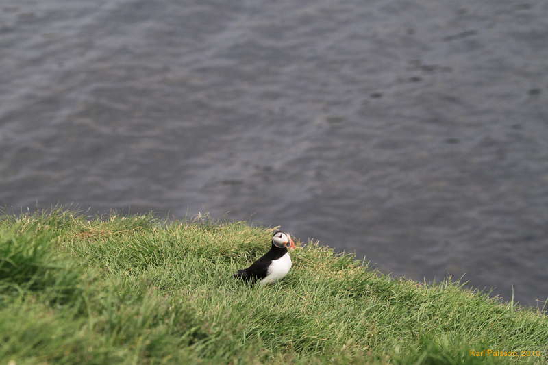 Puffin time