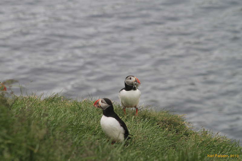 Puffin time