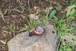Lots of these snails on the path