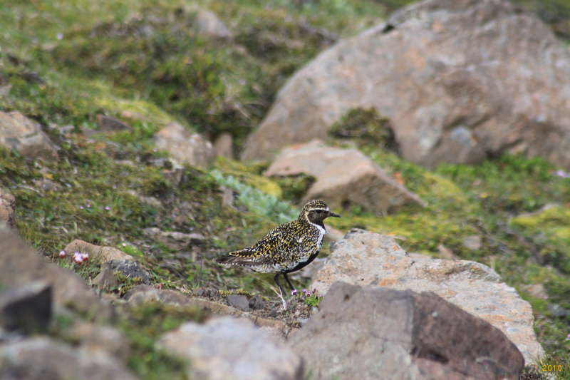 Heiðlóa, or Golden Plover