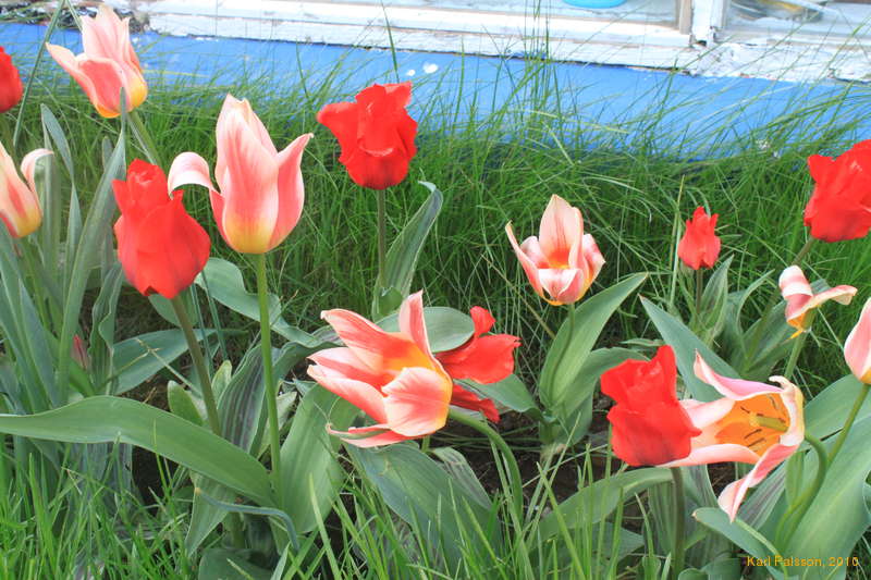 My tulips