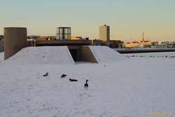 Some geese missed the bus south.