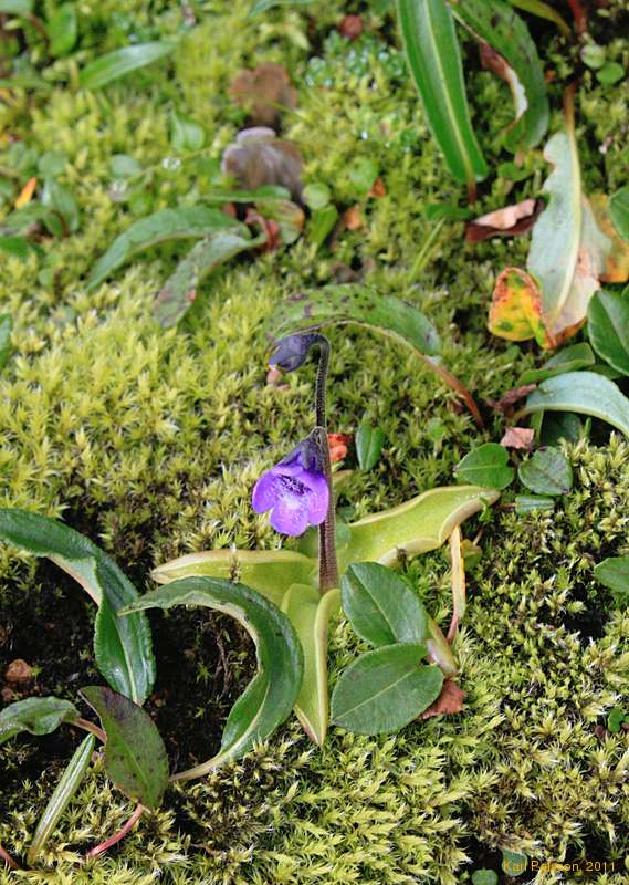 The carnivorous Common Butterwort, or Lyfjagras. (Pinguicula vulgaris)