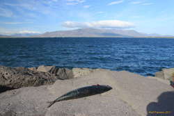 The mackeril lives here now too