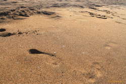 The shinies are all tiny jellyfish