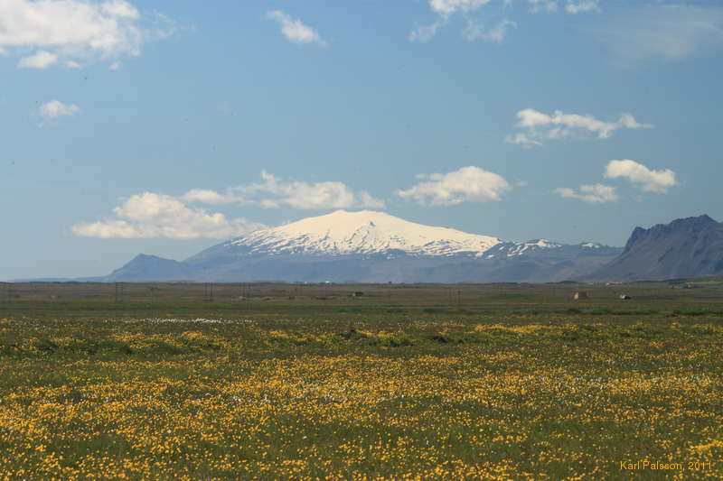 Ranunculus, (Buttercups/Sóley) in front of Snæfellsjökull