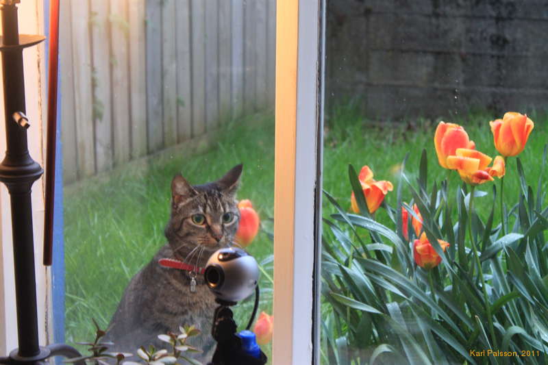 One of the local cats