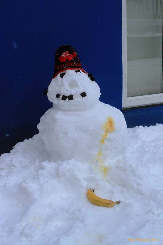 Why I am not a dog person