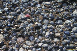 Melt/thaw cycles leave pits