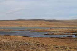 Swans on Stafnsvötn