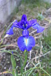 Late flowers in the garden