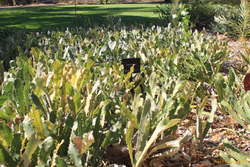 WA has strange banksia