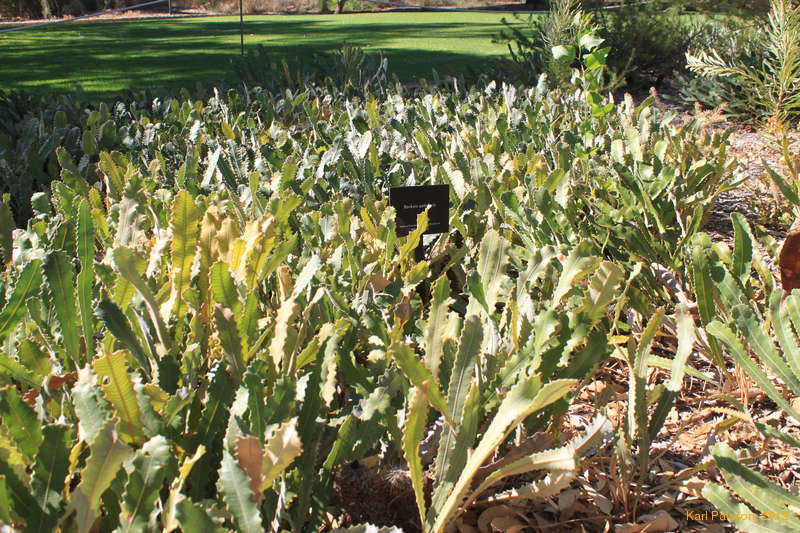 WA has strange banksia
