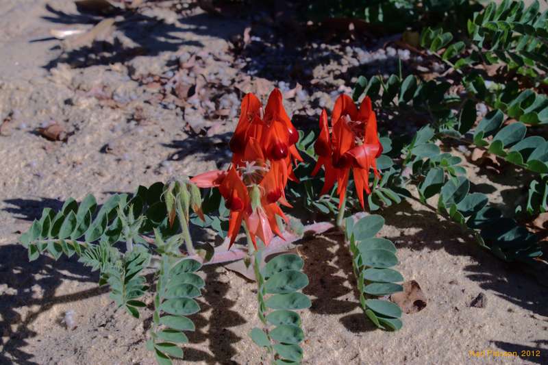 Sturt's Desert Pea