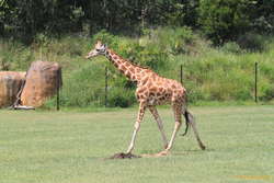 Local australian wildlife