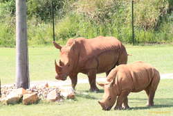 More local australian animals