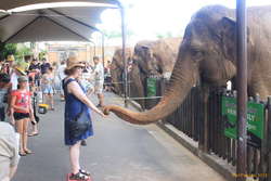 Feeding elephants