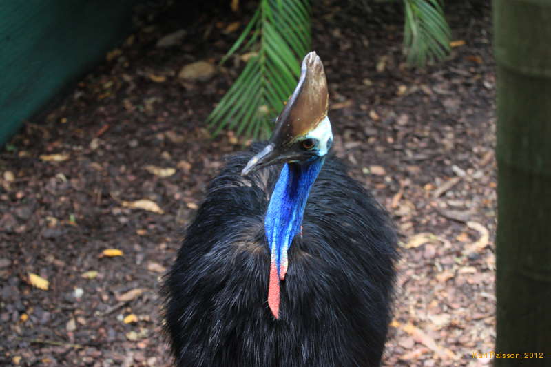 Cassowaries are dinosaurs