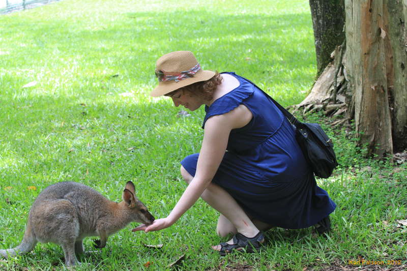 Feeding wallabies